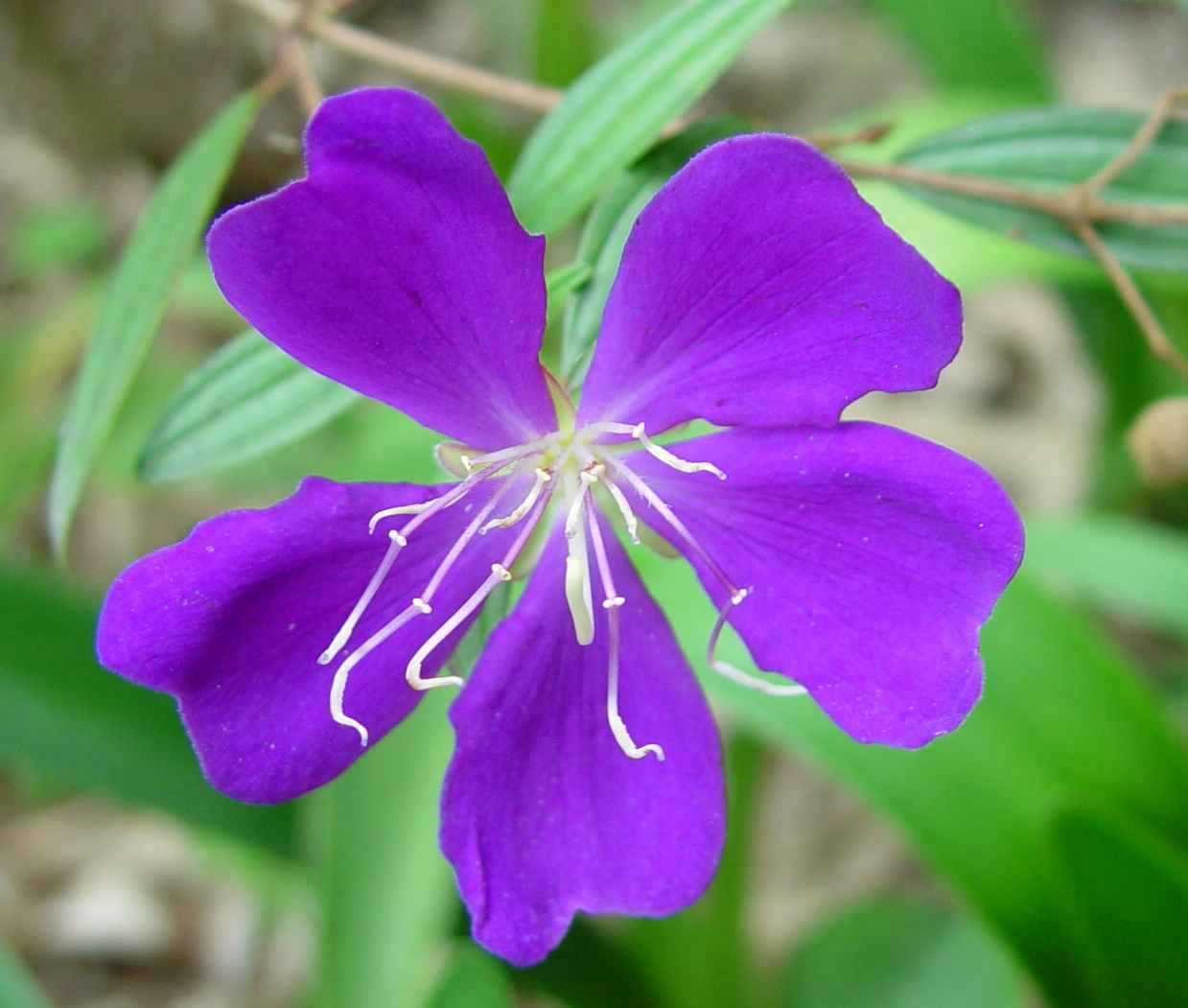 豔紫野牡丹